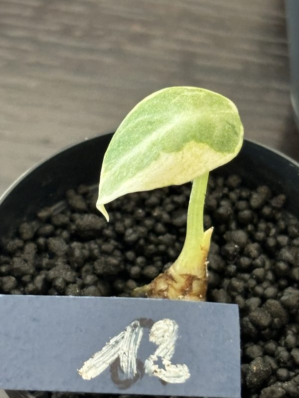 Alocasia Ninja Albo (12)