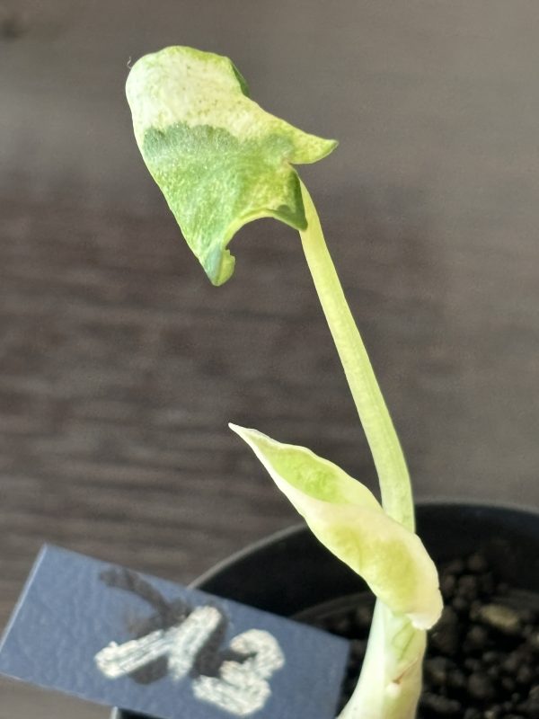 Alocasia Ninja Albo (13)