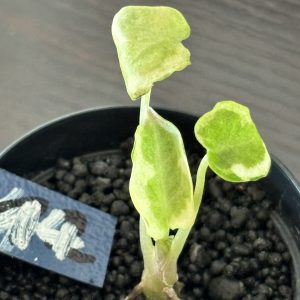 Alocasia Ninja Albo (14)