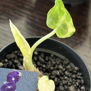 Alocasia Ninja Albo (8)