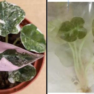 Alocasia Red Secret Pink Variegata (9)