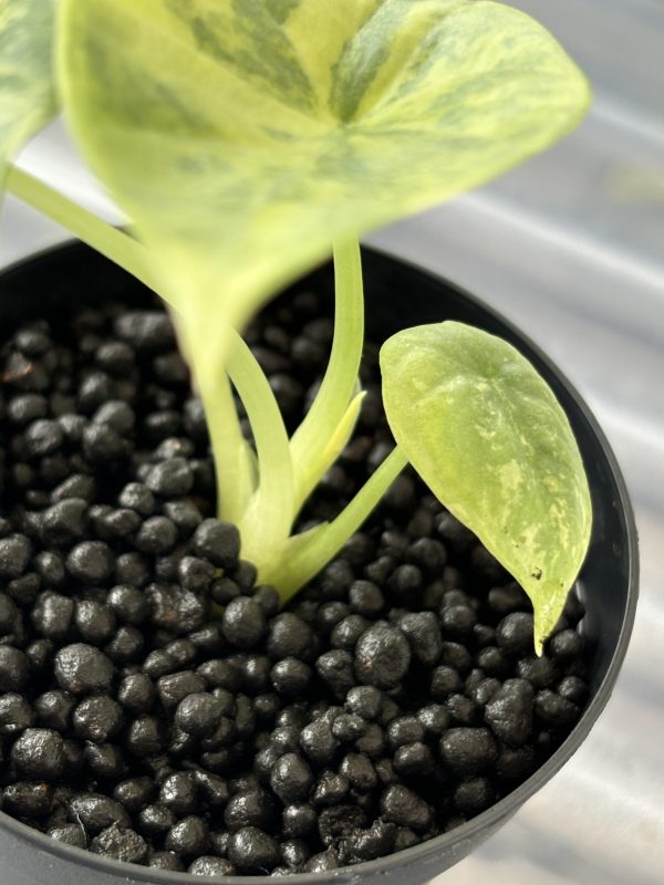 Alocasia Silver Dragon Variegata (4)