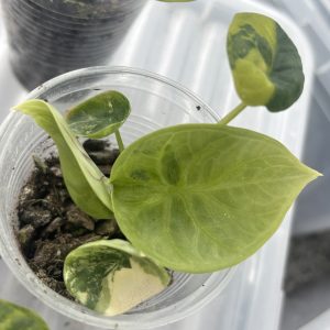 Alocasia Silver Dragon aurea (1)