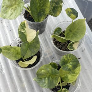 Alocasia Silver dragon aurea