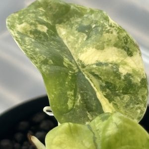 Alocasia Dragon Scale Aurea (4)