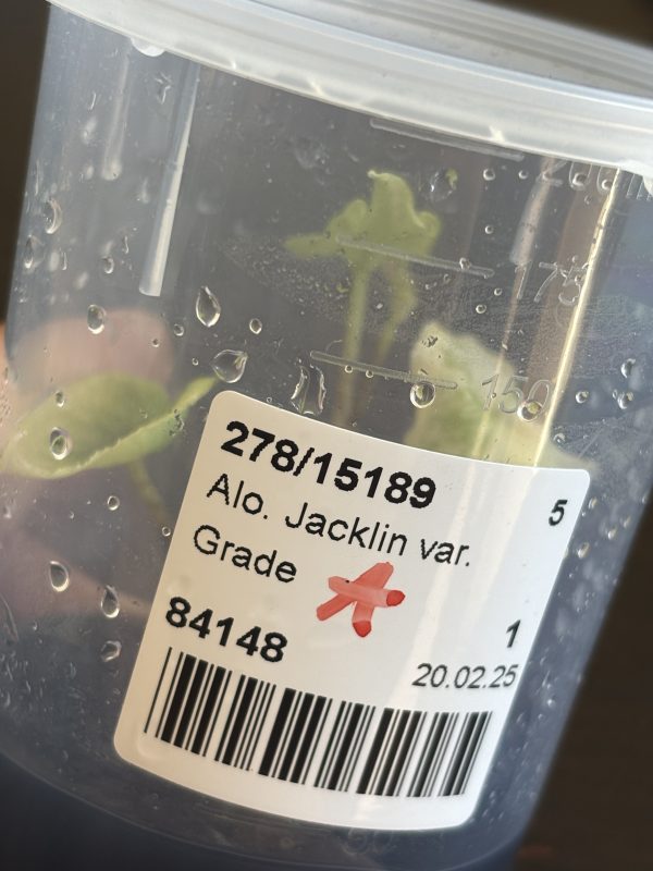 Alocasia Jacklyn variegated A (1)