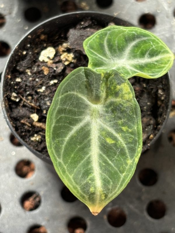 Alocasia Ninja Aurea (1)