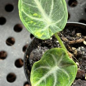 Alocasia Ninja Aurea (2)