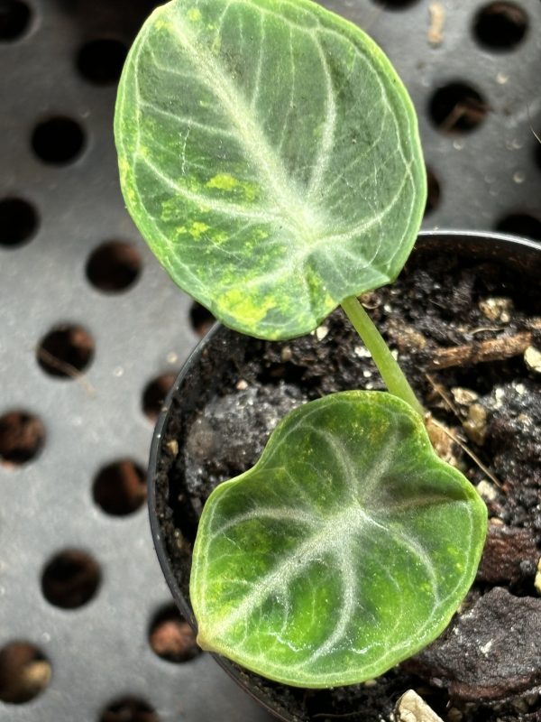 Alocasia Ninja Aurea (2)