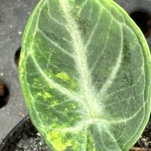 Alocasia Ninja Aurea (3)