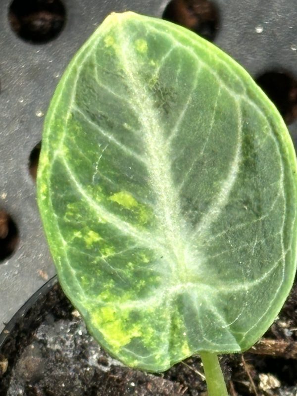 Alocasia Ninja Aurea (3)