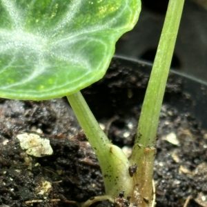 Alocasia Ninja Aurea (4)