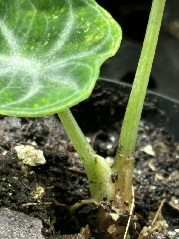 Alocasia Ninja Aurea (4)