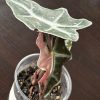 Alocasia Nobilis Pink (1)