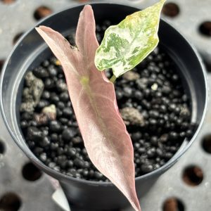 Alocasia Nobilis Pink (1)