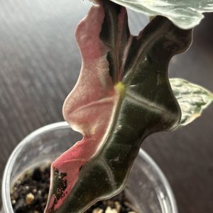 Alocasia Nobilis Pink (3)