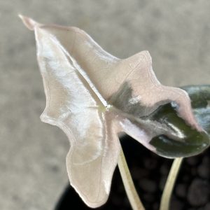 Alocasia Nobilis PinkAlbo (1)