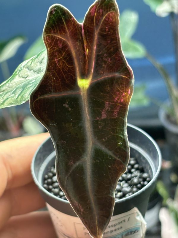 Alocasia Nobilis pink (4)