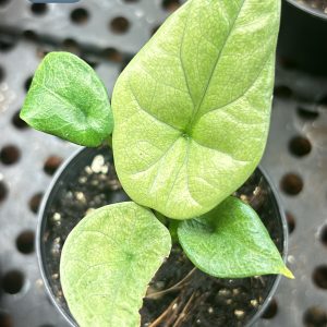 Alocasia Sinuata Mint variegata (1)