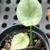 Alocasia Sinuata Mint variegata (2)