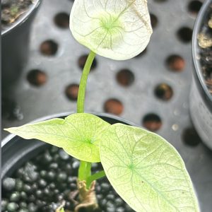 Alocasia Sinuata Mint variegata (3)