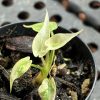 Alocasia Stingray Albo (1)