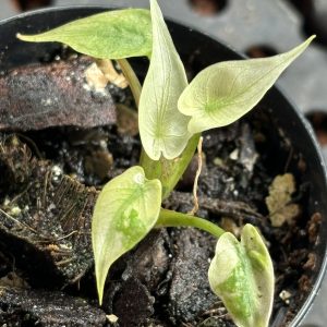 Alocasia Stingray Albo (2)