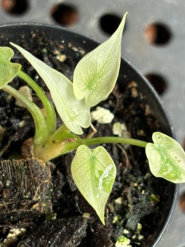 Alocasia Stingray Albo (4)