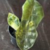 Alocasia pseudo Sanderiana aurea (1)