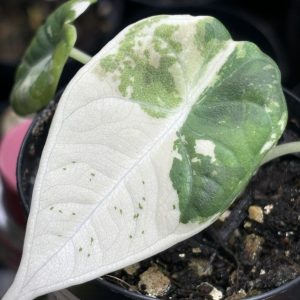 Alocasia Maharani Albo (2)