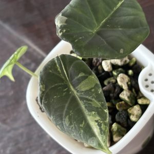 Alocasia Maharani Variegata (1)