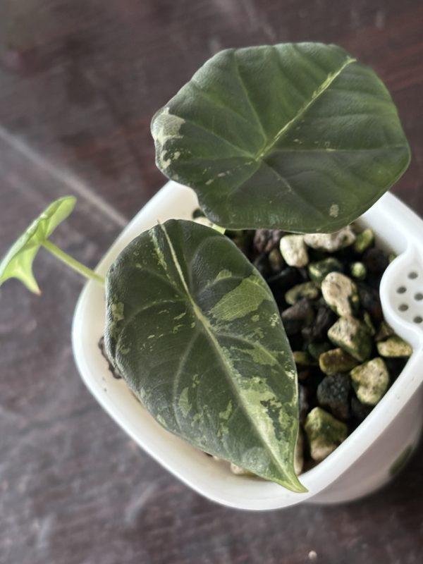 Alocasia Maharani Variegata (1)