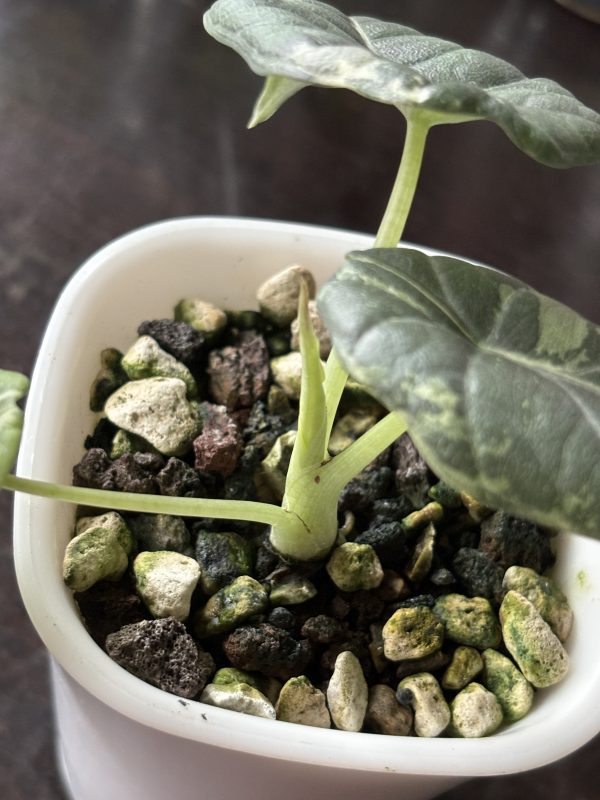 Alocasia Maharani Variegata (2)