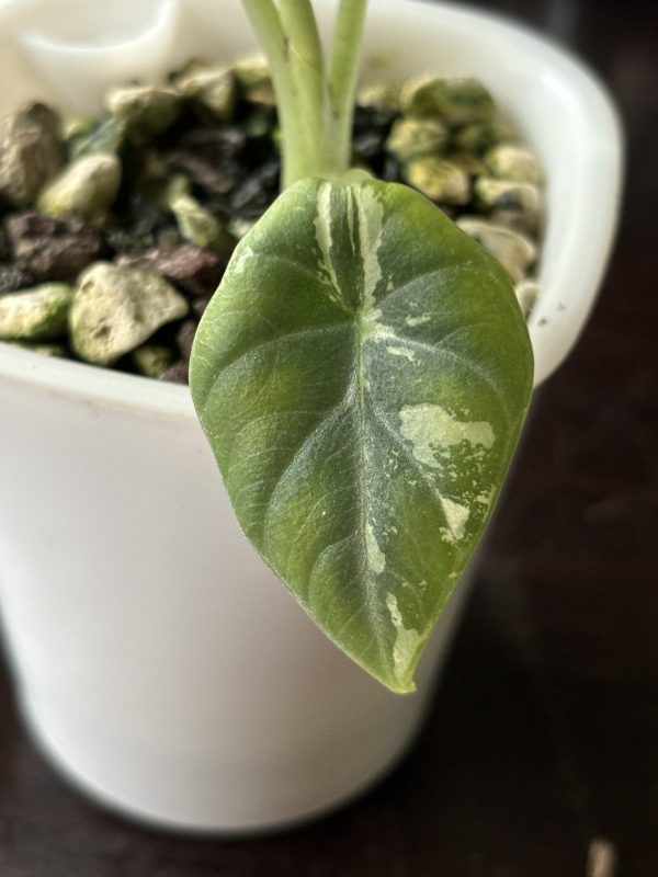 Alocasia Maharani Variegata (3)