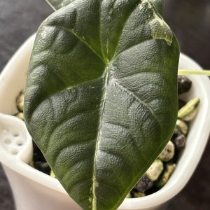 Alocasia Maharani Variegata (4)