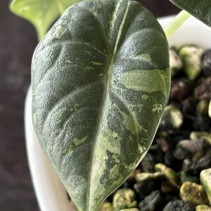 Alocasia Maharani Variegata (7)