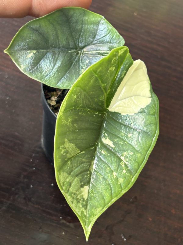 Alocasia Platinum Albo (2)