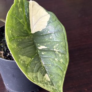 Alocasia Platinum Albo (3)