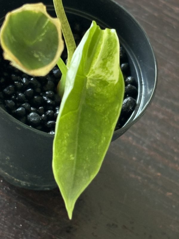 Alocasia Portora Albo A (3)