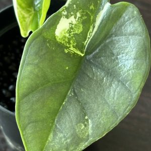 Alocasia Portora Albo A (5)