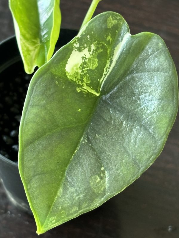 Alocasia Portora Albo A (5)