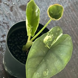 Alocasia Portora Albo A (6)