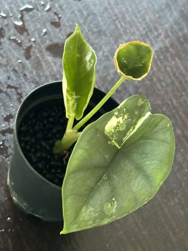 Alocasia Portora Albo A (6)