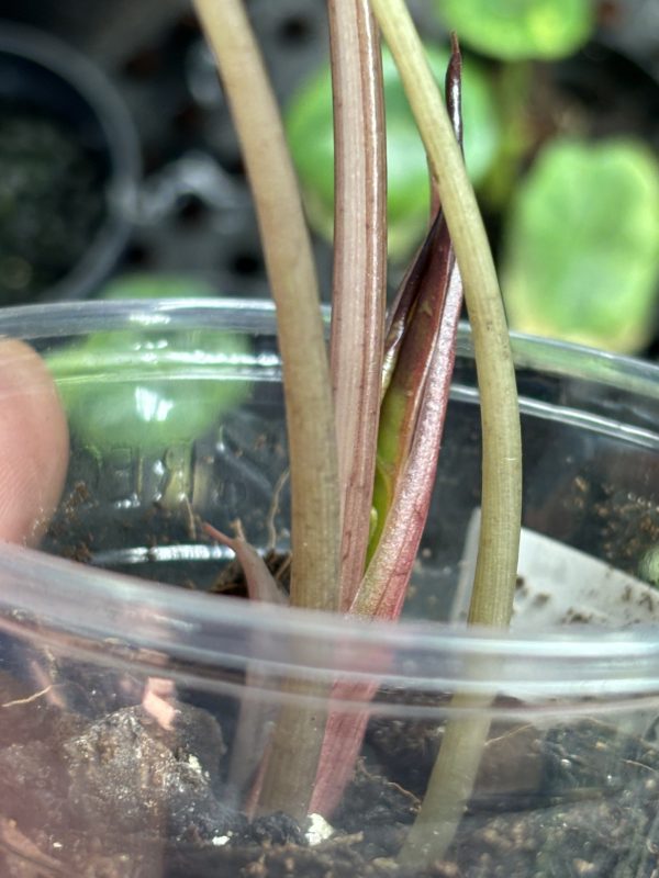 Alocasia Chantrieri Pink (10)