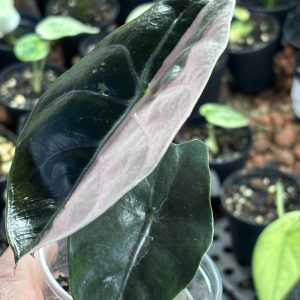 Alocasia Chantrieri Pink (11)