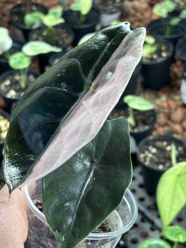 Alocasia Chantrieri Pink (11)