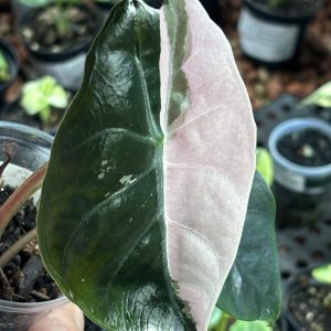 Alocasia Chantrieri Pink (12)