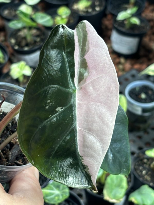 Alocasia Chantrieri Pink (12)