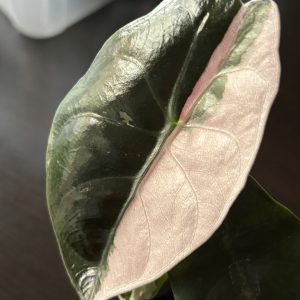 Alocasia Chantrieri Pink (2)