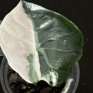 Alocasia Chantrieri Pink (3)